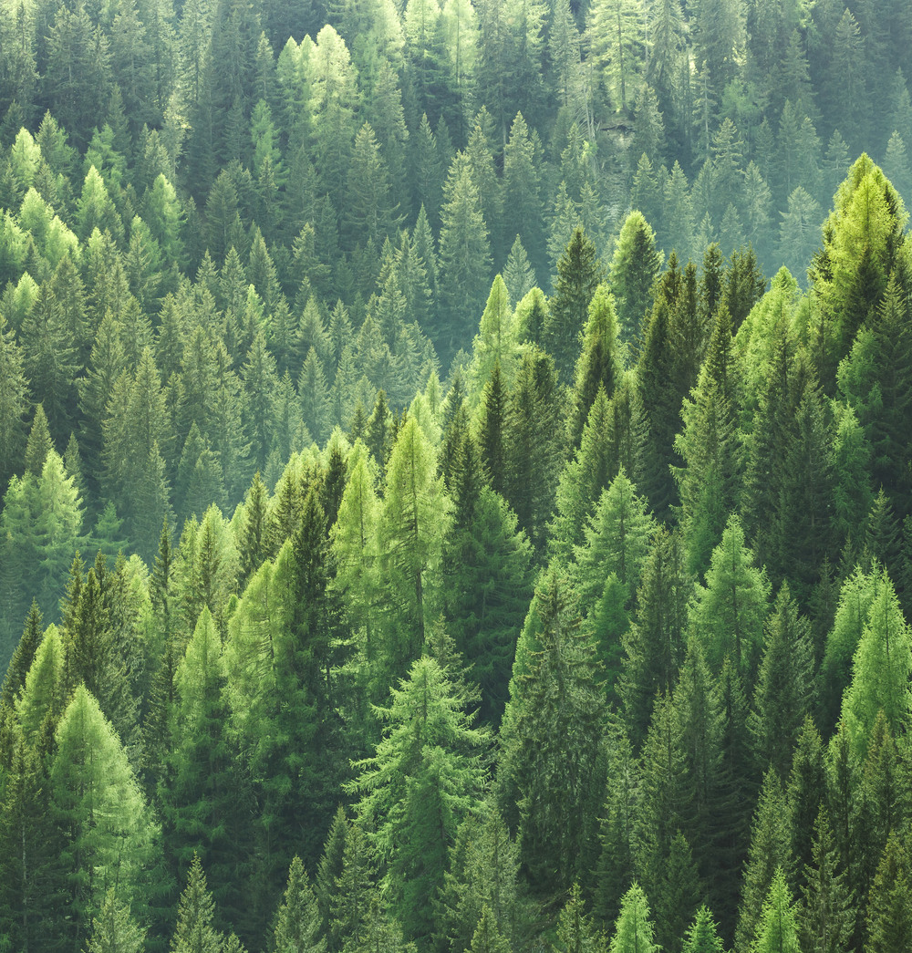 bild av en tät granskog i Sverige
